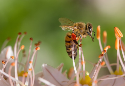 ミツバチ　写真　Bee