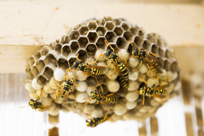 アシナガバチ Paper Wasp 巣 写真
